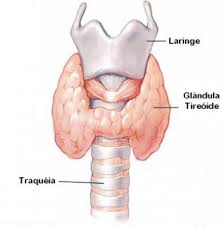 tiroide.jpg